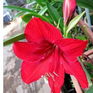 Củ Lan Huệ kép [ Siêu rẻ]