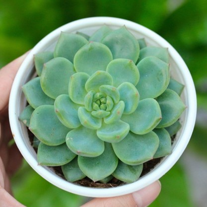 Sen đá bánh bao xanh 9-11cm