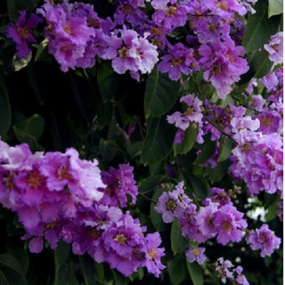 Hạt Giống Cây Hoa Bằng Lăng Tím - Gói 30 Hạt