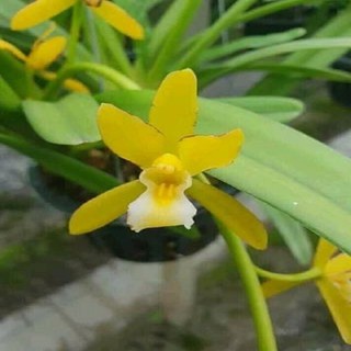 Hoa phong lan kiếm vàng ( thuần chậu, sire to)