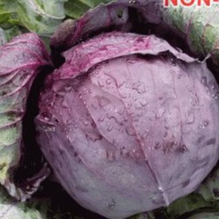 1Gr Hạt Giống Bắp Cải Tím