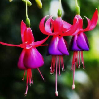 Hạt giống hoa lồng đèn