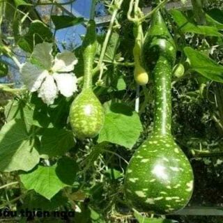 HẠT GIỐNG BẦU THIÊN NGA 10 hạt