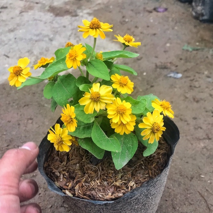 Cây Hoa Cúc Mặt Trời Đã Có Hoa Và Nhiều Nụ  cây dễ trồng, trang trí sân vườn, ban công