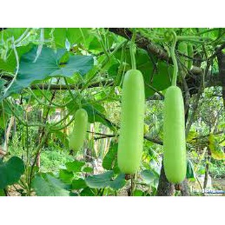 HẠT GIỐNG BẦU F1