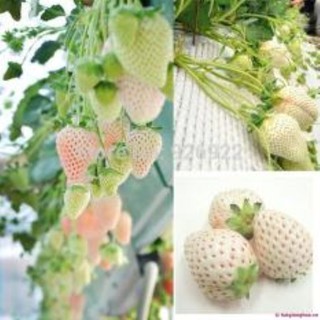 100 hạt giống dâu tây bạch tuyết ( dâu tây trắng) 100 hạt