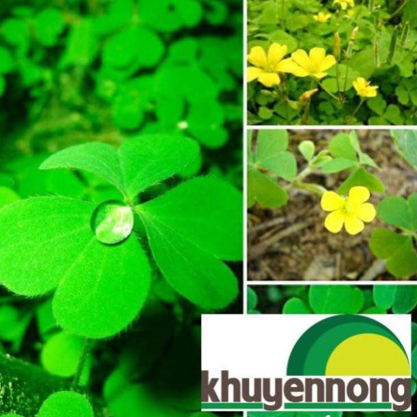Gói 200 hạt giống cỏ ba lá