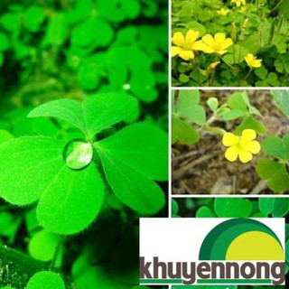 Gói 200 hạt giống cỏ ba lá