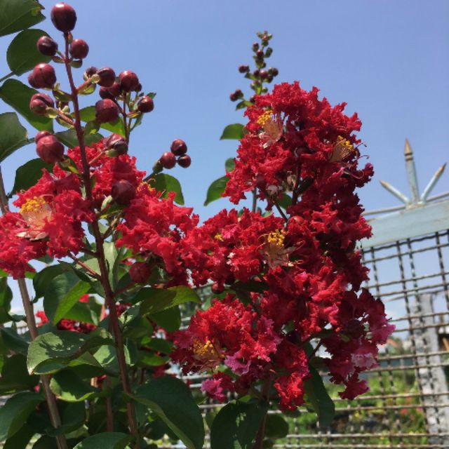 Tường Vi... đỏ đậm... siêu hót