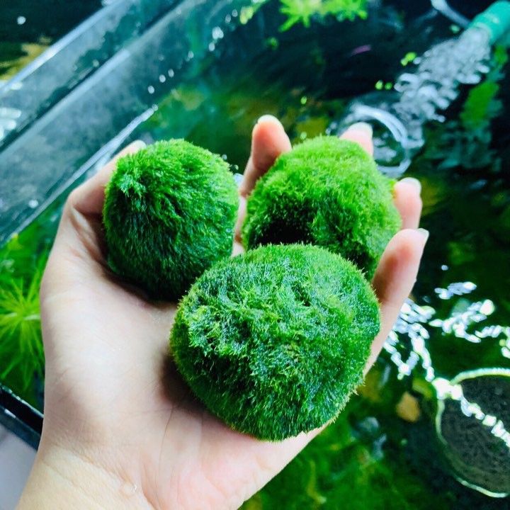 Bóng Rêu Moss Ball Trang Trí Thủy Sinh
