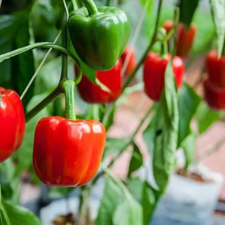 Hạt giống ớt chuông đỏ - Tặng gói hạt giống ngẫu nhiên