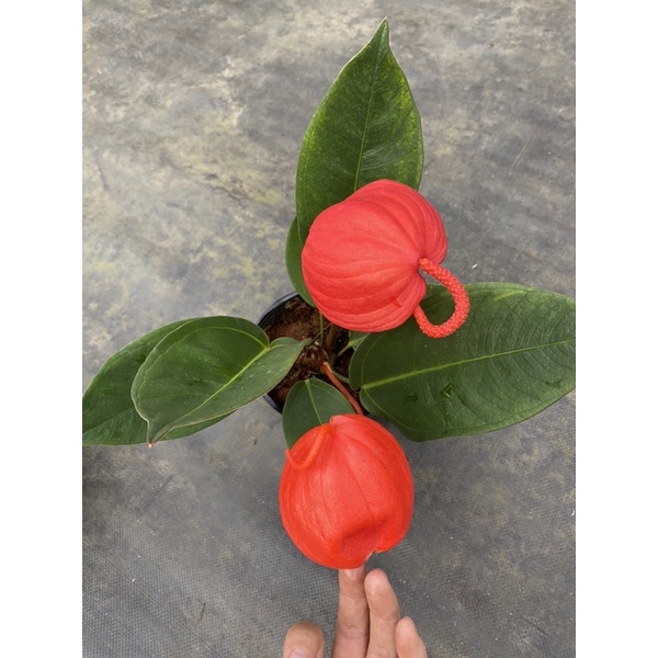 Chậu cứng Hồng môn thiên nga