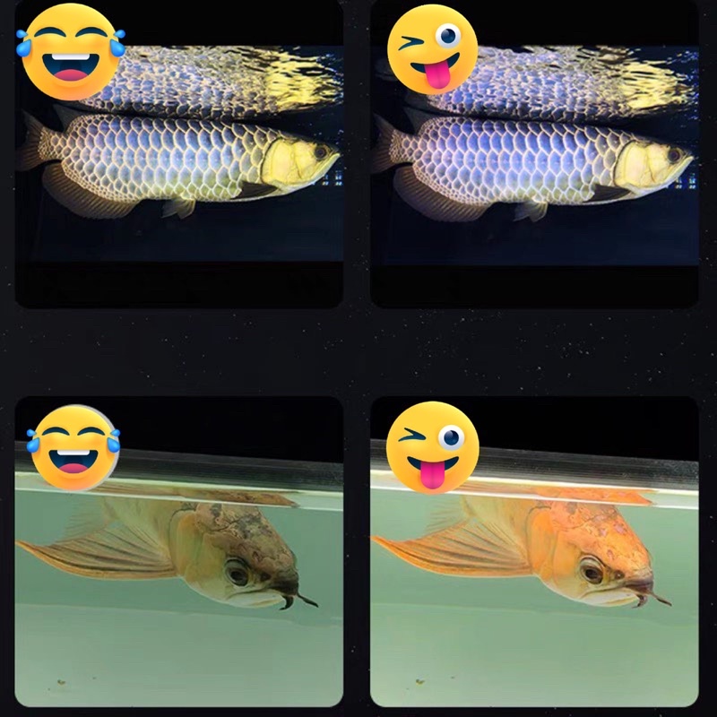 Đèn Led Mayin super colour cho cá rồng vàng quá bối