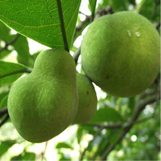 CÂY CHAY RUỘT ĐỎ