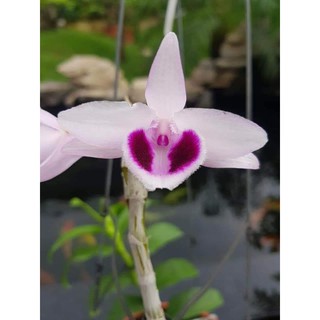 Phi điệp giống gieo hạt