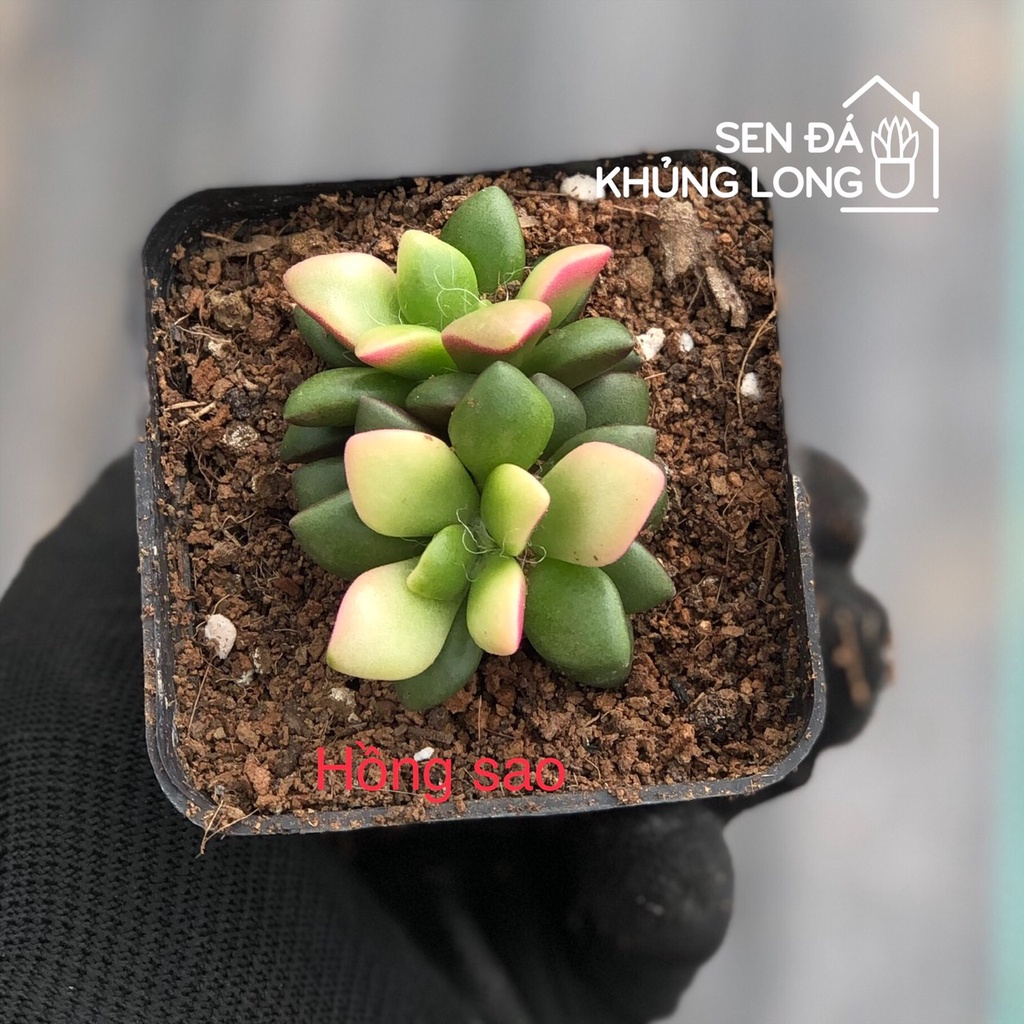 Sen đá Hồng Sao - Anacampseros telephiastrum variegata ‘sunrise’