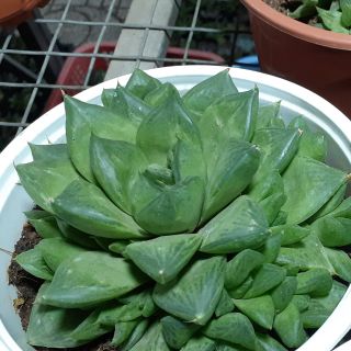 Sen đá guốc ngựa trung I