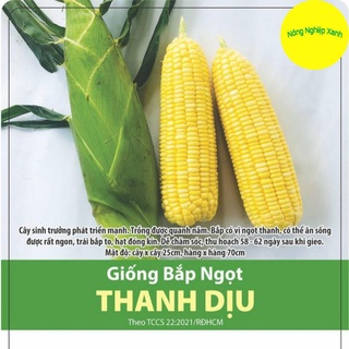 Hạt Giống Bắp Ngọt Thanh Dịu Dễ trồng, Ngon ngọt