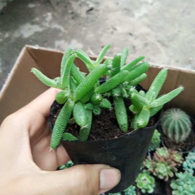 Mặt nạ
