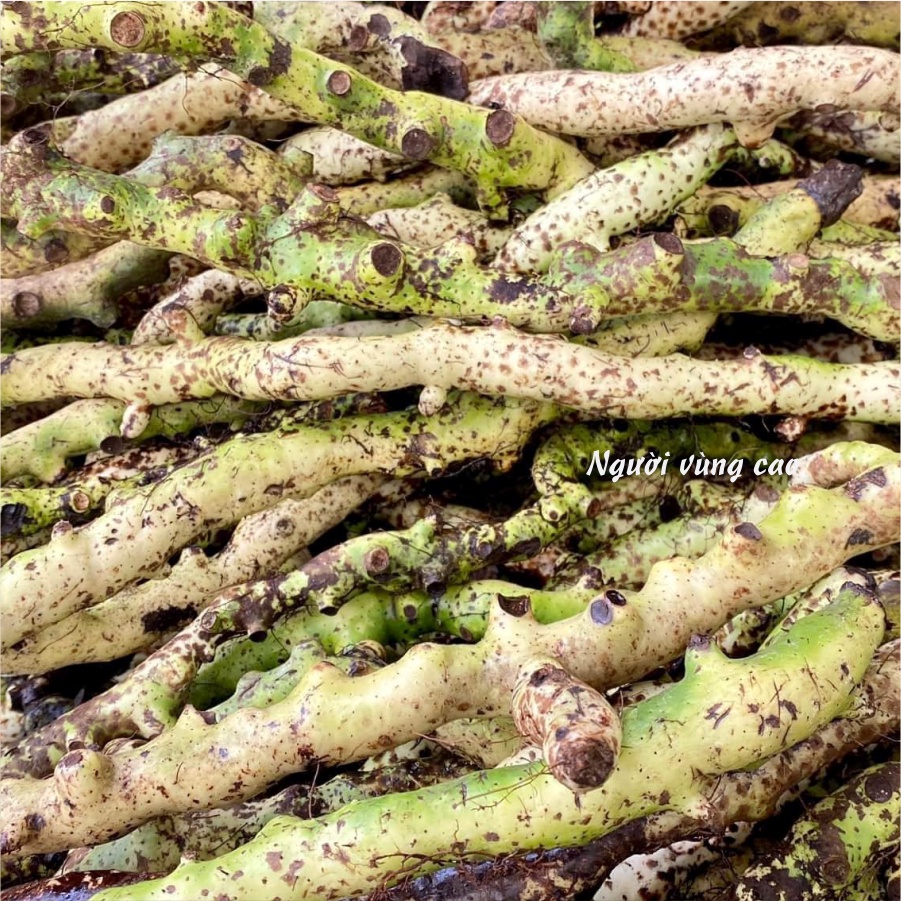 Cốt Toái Bổ - Hàng Tươi [Combo 3-5Kg] (Cây Tắc Kè Đá Rừng)