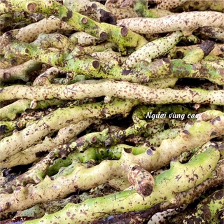 Cốt Toái Bổ - Hàng Tươi [Combo 3-5Kg] (Cây Tắc Kè Đá Rừng)