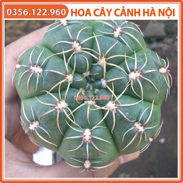 Cây xương rồng thần long size nhỏ