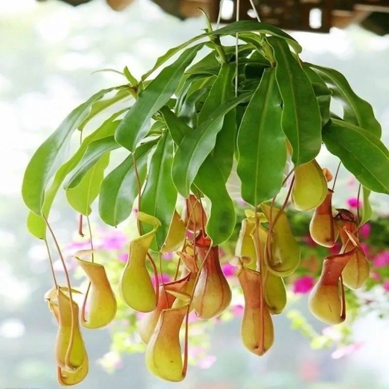 Hạt giống cỏ ăn thịt Venus flytrap Côn trùng ăn được vào mùa hè Tỷ lệ nảy mầm siêu cao 90% 49h