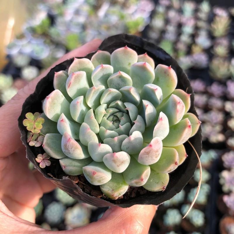sen đá cúc cúp🌵Hư 1 đổi 1