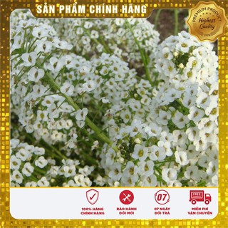Hạt giống hoa ngàn sao trắng (50 hạt)