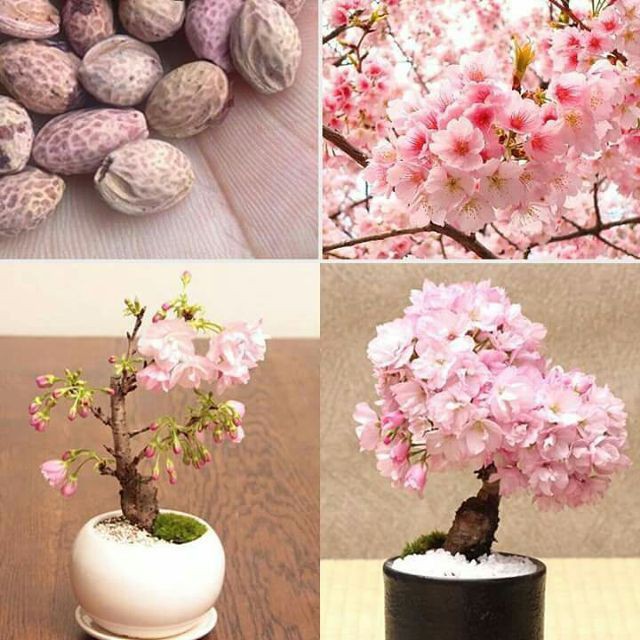 Hạt giống Hoa Anh Đào Nhật Bản Gói 5 hạt TÊT SALE ĐỒNG GIÁ SHOP MỚI