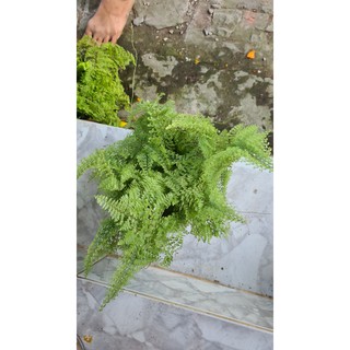 Cây Dương Xỉ