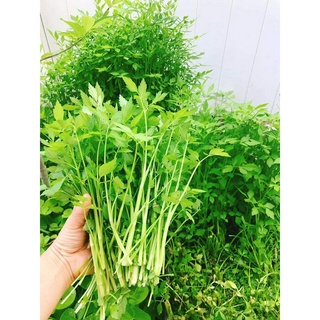 Rau cần nước - chậu rau + tặng 02 cây nhót ngọt