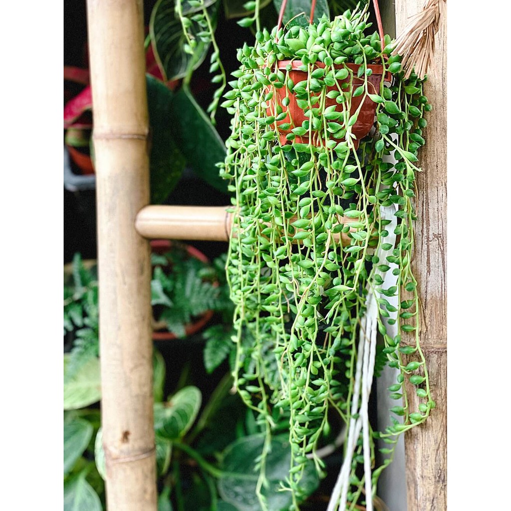 Cây Senecio rowleyanus (String of Pearls) – Chuỗi Ngọc Trai (chậu nhựa treo)