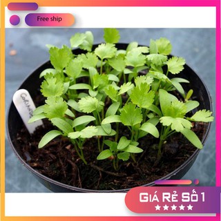Hạt giống ngò rí (rau mùi) 20g
