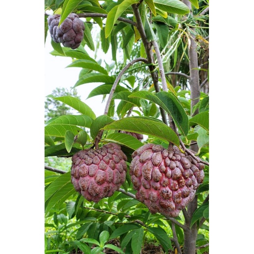 Cây Na Tím Giống