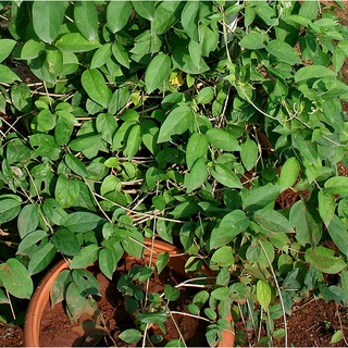 [ƯU ĐÃI SỐC] Trà Lá Thìa Canh Khô SẠCH - Gói Dùng Thử 5 Ngày | Hỗ Trợ Kiểm Soát Đường Huyết Dân Gian | 14500