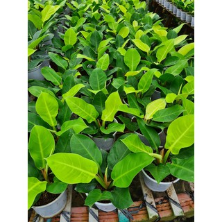 Cây Đế Vương Vàng