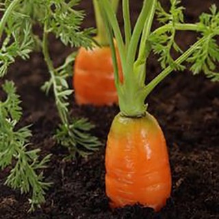 Hạt giống CÀ RỐT F1 gói 1 gram