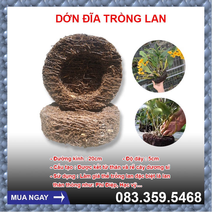 Dớn Đĩa Trồng Lan Đã Qua Xử Lý Kích Thước 20x20x5cm