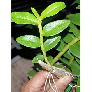 ki phi điệp bản lá đẹp