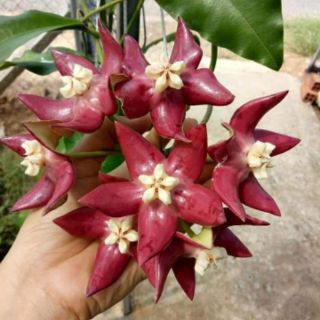 Cẩm cù khủng long 2 màu đỏ, vàng