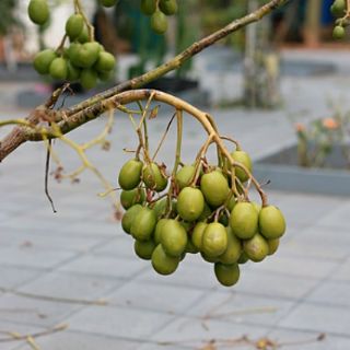 Cóc Thái.. ... đang trái