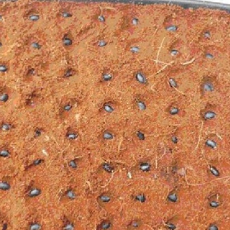 Hạt giống hoa mai vàng 5 cánh -  loại cánh to hoa chùm - 1 gói 25 hạt