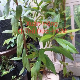 Cây vối nếp cao 60-100cm