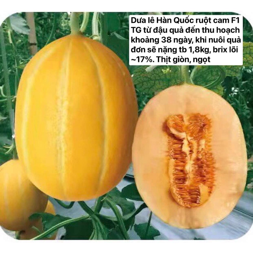 Hạt giống F1 dưa lê Hàn Quốc ruột cam