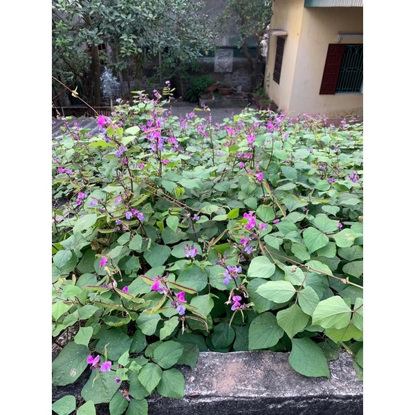 Hạt giống cây đậu ván quả xanh hoa tím rất sai