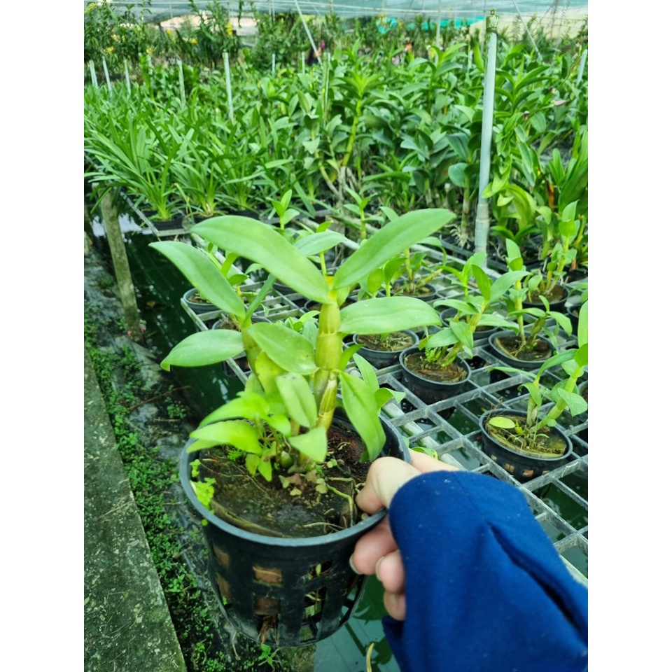 Hoa lan den lai thủy tiên