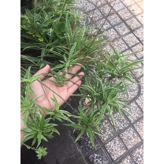 cỏ lan chi ( cây dây nhện ) bầu đất không chậu