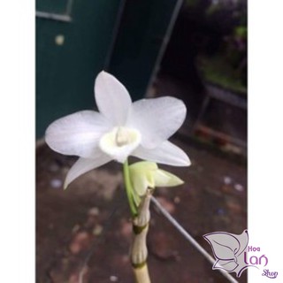 Hoa lan trầm tím giống hoa thơm
