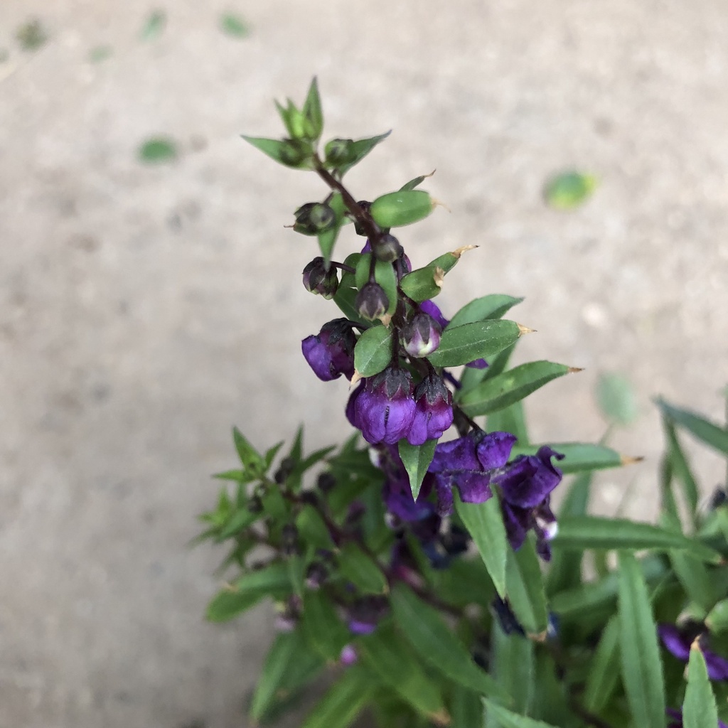 Cây hoa violet Nhật , Chiều cao 15cm với 3 màu hoa đặc sắc dễ chăm sóc thích hợp trang trí cảnh quan